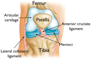 Front view of a healthy knee joint (image from American Academy of Orthopaedic Surgeons)